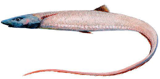 Aldrovandia phalacra_07.jpg